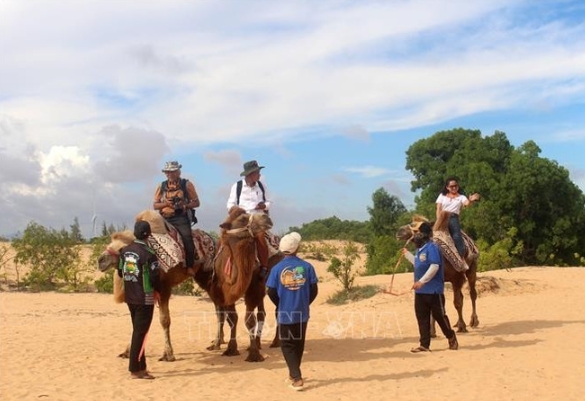 Riding a camel to conquer the sand dunes is one of the services that tourists can experience when coming to Bau Trang.