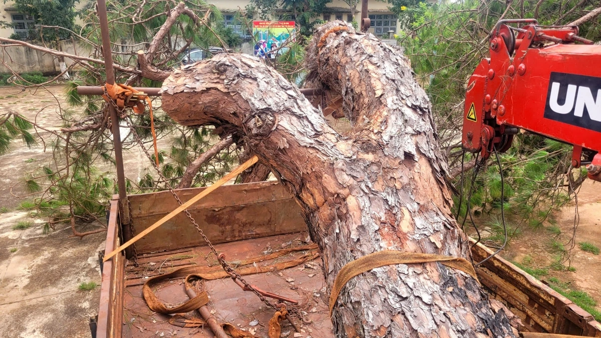 Cây thông cổ thụ bị đào trộm tại huyện Đăk Đoa