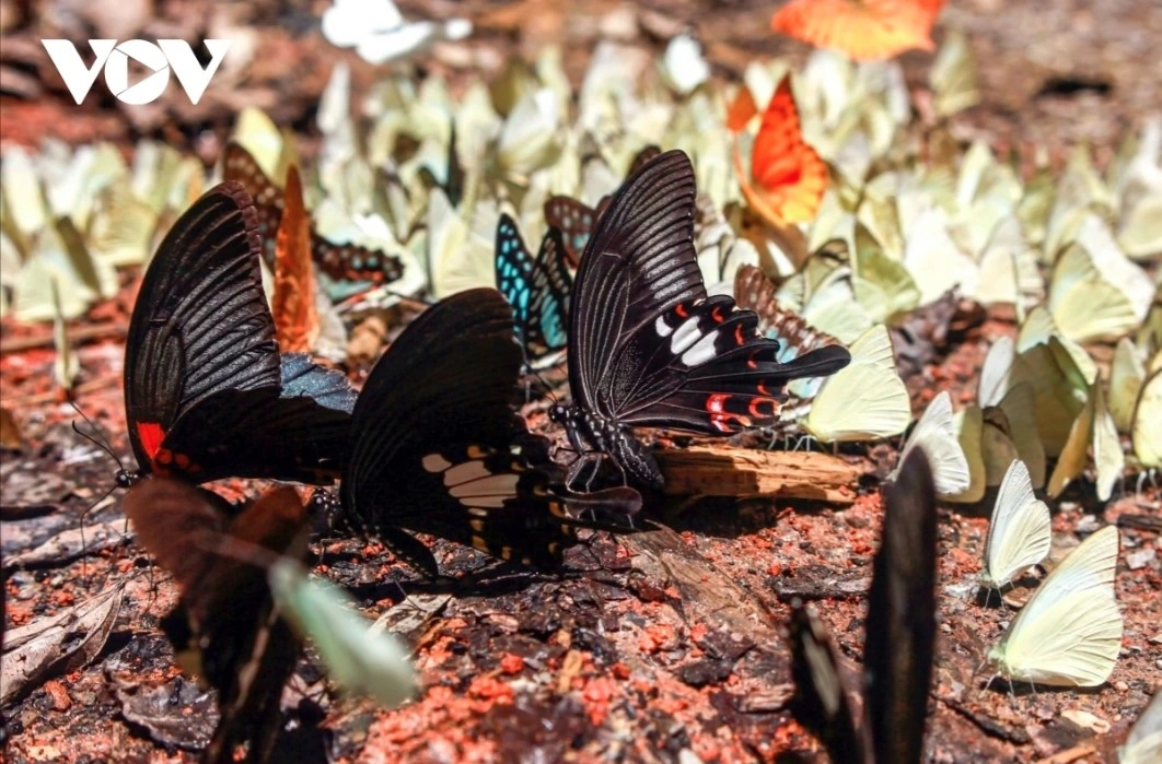 The appearance of colourful butterflies fluttering around creates a poetic picture at the park.