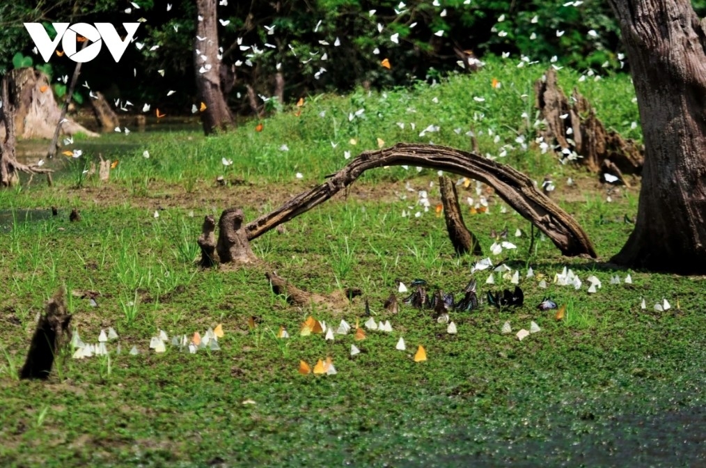 The butterfly season coincides with warm, humid weather - ideal conditions for butterflies to reproduce and thrive.