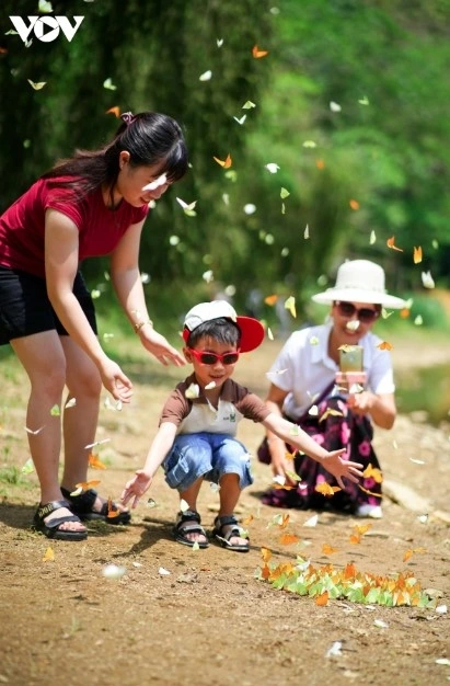 White, yellow, orange, and blue butterflies often gather together in flocks. Visitors are advised to go on normal days, instead of during holidays which can be crowded, making it difficult to take beautiful photos with the butterflies.