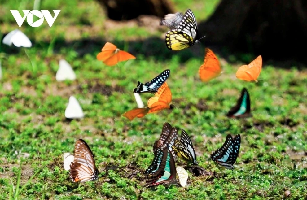 Visitors can witness millions of butterflies, especially white butterflies, swallowtails, skippers, and morphos, fluttering along forest trails and roads, forming a vibrant, living painting.