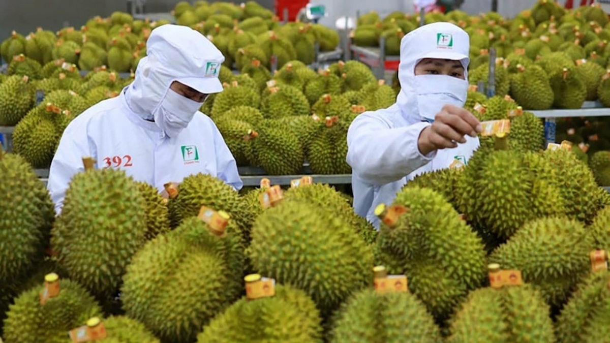 Sầu riêng mặt hàng xuất khẩu triệu đô.