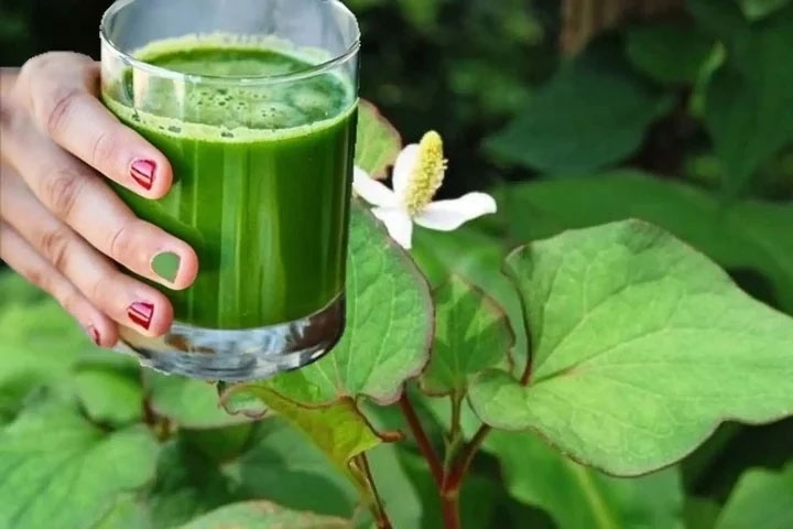Diếp cá không chỉ là rau sống quen thuộc mà còn là vị thuốc dân gian (Ảnh minh hoạ)