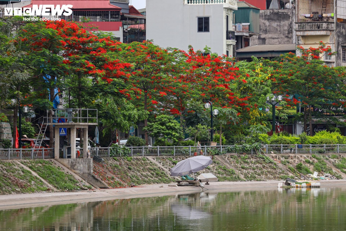 Hanoi aglow with flamboyant blossoms as summer arrives