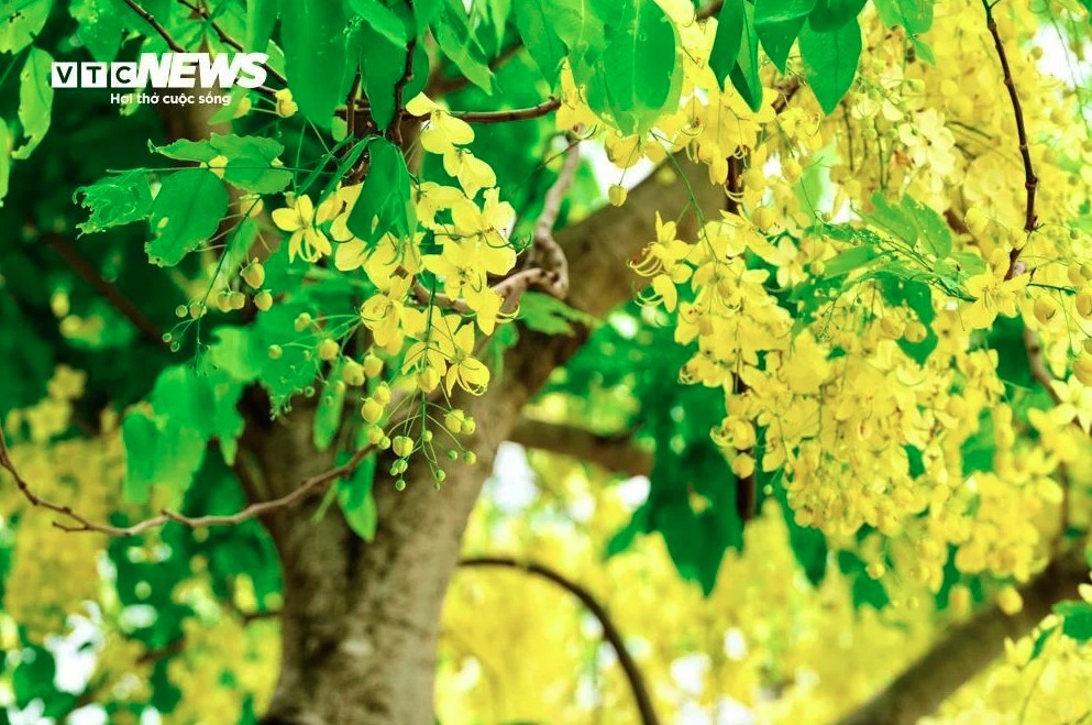 The vivid yellow colour makes summer in Hanoi even more joyful.