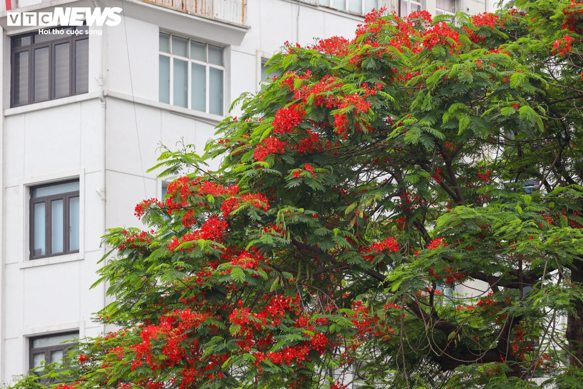 Alongside the purple of crape myrtles and the golden hue of golden shower trees, the radiant red of flamboyant blossoms completes a lively summer scene in the streets of Hanoi.