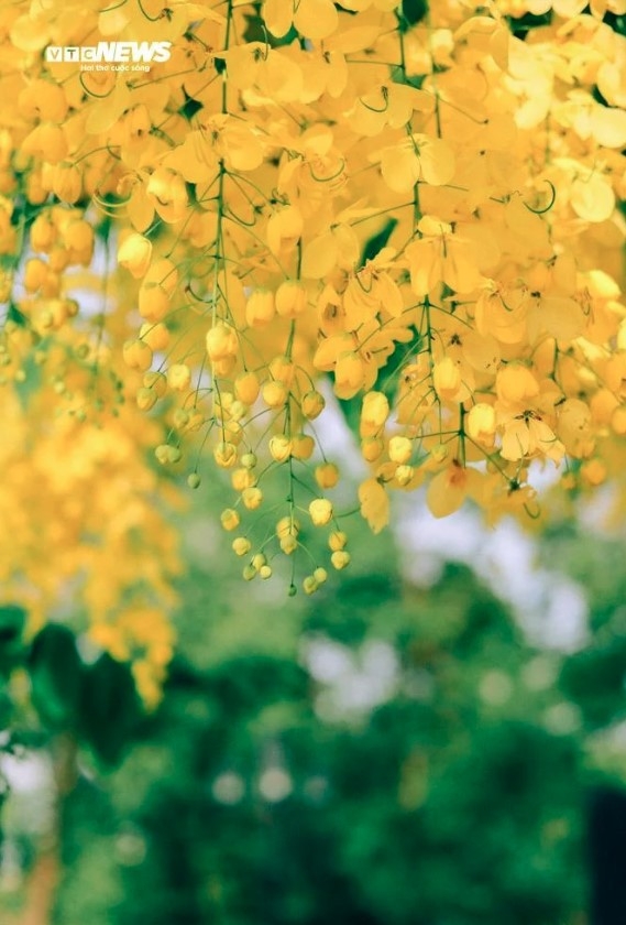 The beauty of the flowers adds to the overall charm of the capital.