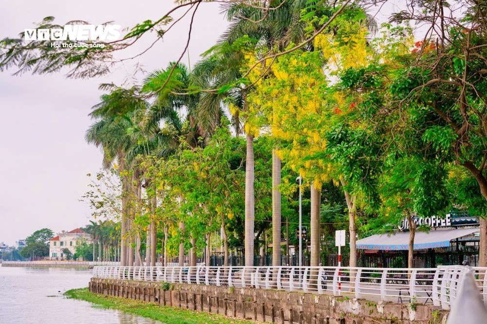The flowers of the golden shower trees, scientifically known as Cassia fistula, are beginning to bloom and fill streets throughout the capital with a vibrant yellow colour.