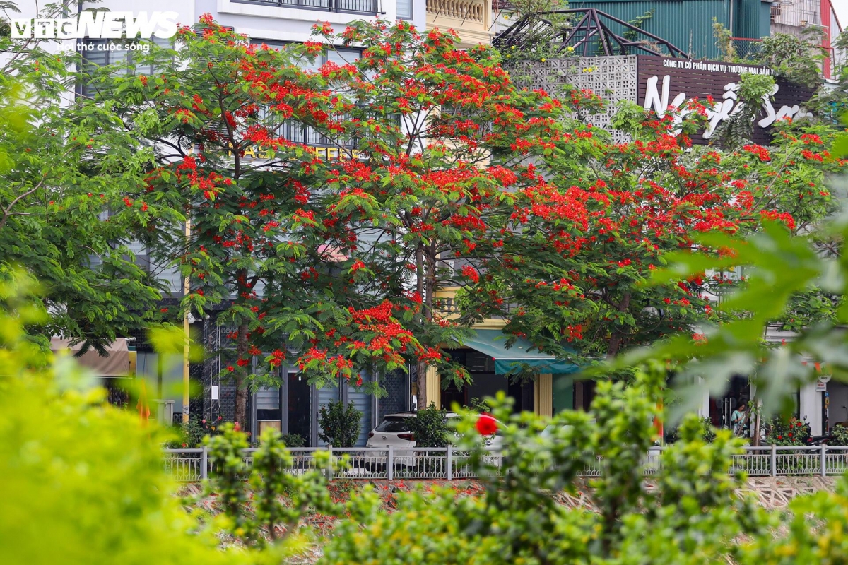 Flamboyant blooms brighten Van Chuong Lake in Dong Da district