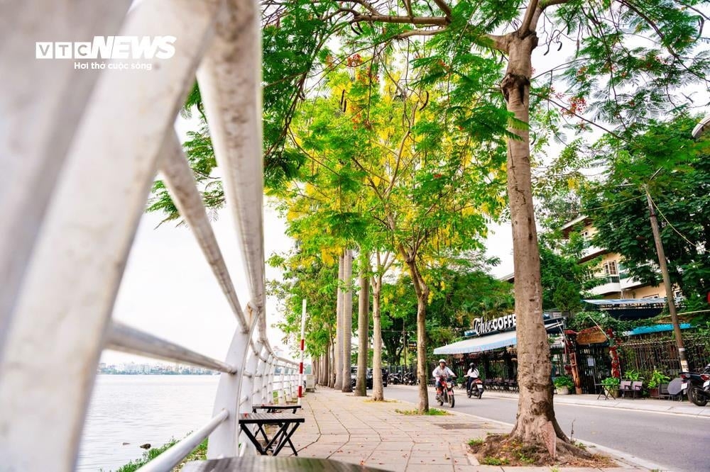 The trees can be seen entering full bloom throughout West Lake in Hanoi.
