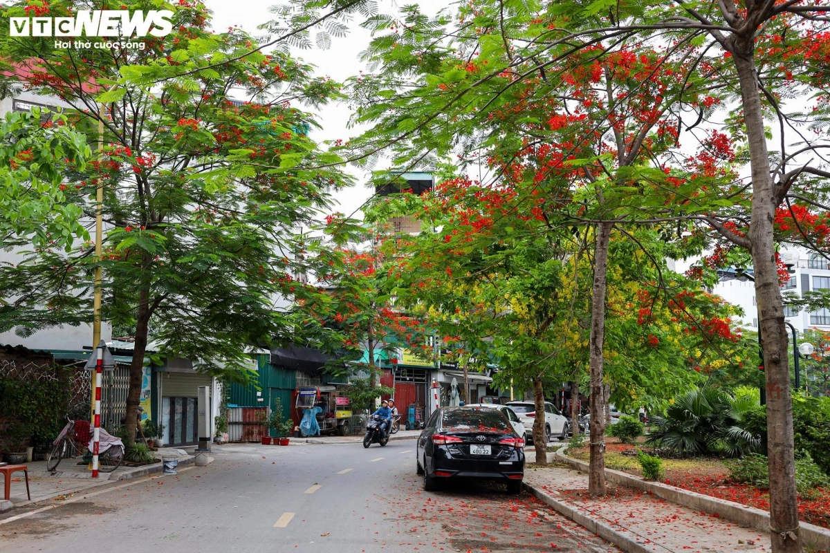 A quiet lane turns more romantic as flamboyant trees bloom, their bright red petals scattered across sidewalks, paths, and parked cars.