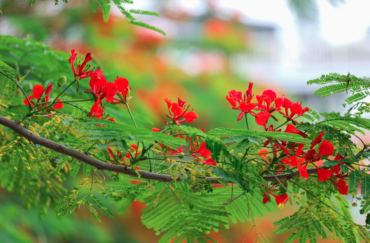 This flower features four petals which are either red-orange or magenta.