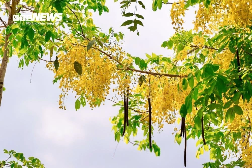 The yellow buds form in bunches which measure between 25 and 40 centimetres.