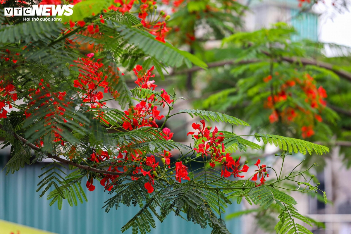 The fierce red colour of the flamboyant flowers gives the capital a fresh vibe each summer.