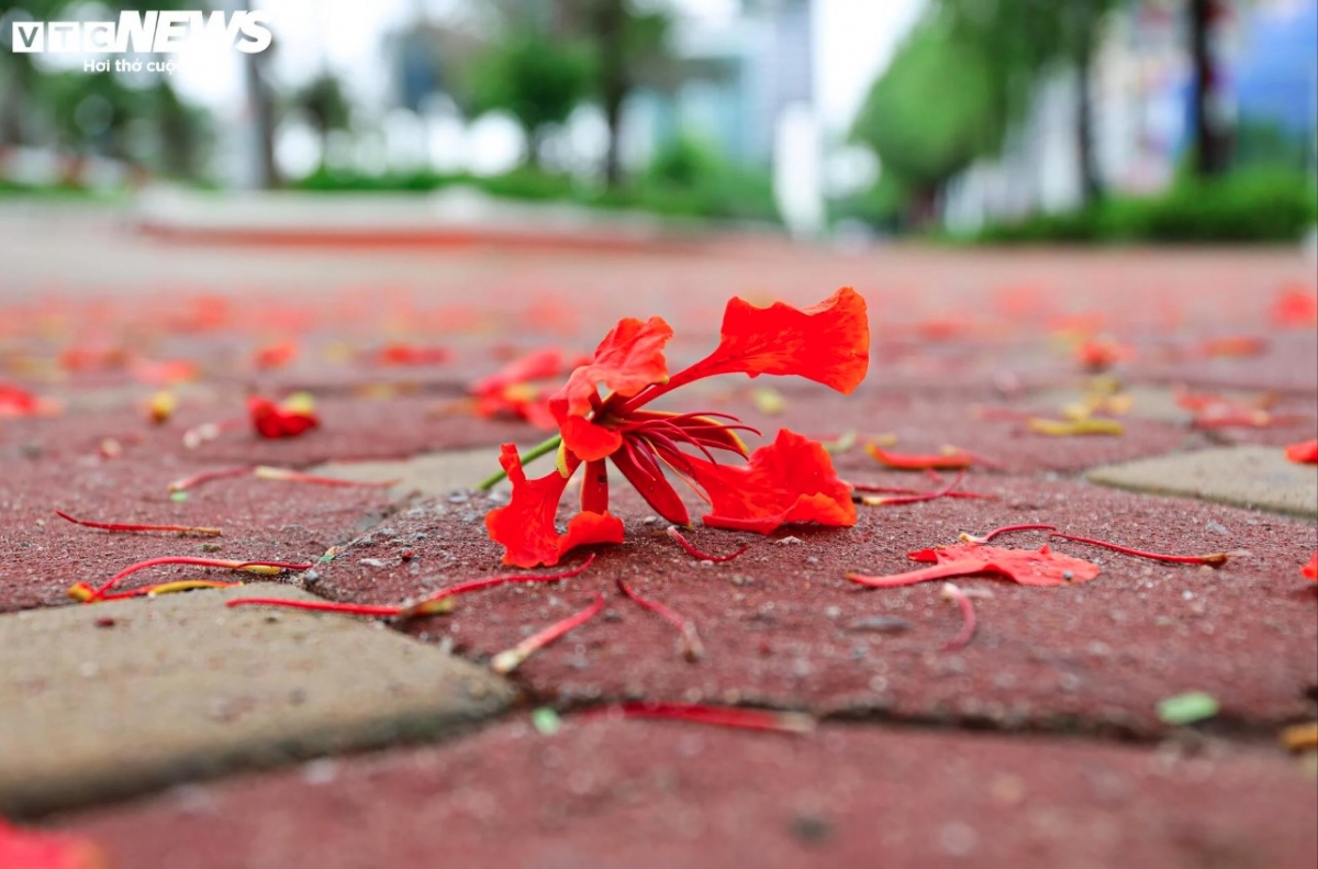 Flamboyant trees are a familiar sight across Vietnam, often dubbed "the flower of school age" as they bloom when the school year ends.