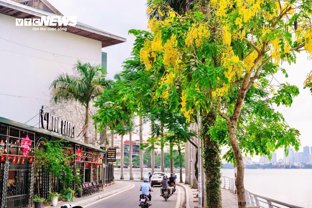 The trees can easily be found on many streets across Hanoi, including Duong Quang Ham, Thanh Nien, Nguyen Dinh Thi, and Trich Sai.