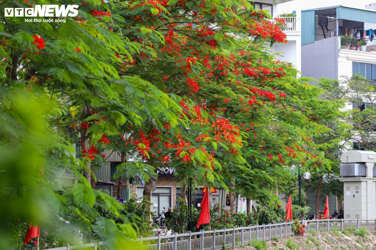 The vibrant blossoms add a splash of color that makes the capital even more charming during the flowering season