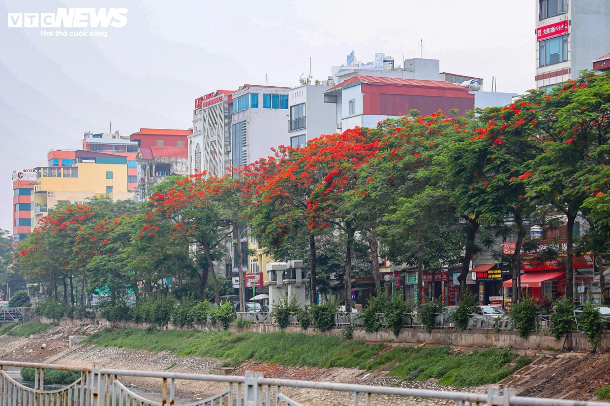 Flamboyant blossoms not only catch the eye with their fiery hue but also bring back sweet memories of school days and the arrival of summer."