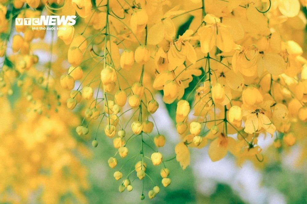 The trees can be seen loaded with hundreds of tiny yellow flowers.