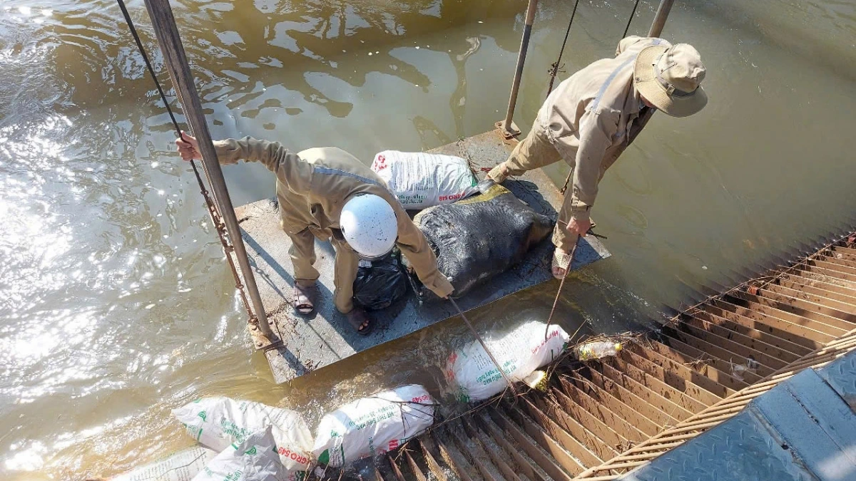 Lực lượng chức năng trục vớt heo chết 