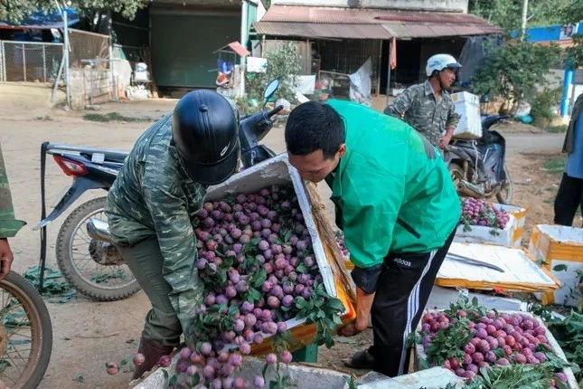 Sáng sớm, bà con nông dân chở mận ra trung tâm xã để cân, bán cho thương lái.