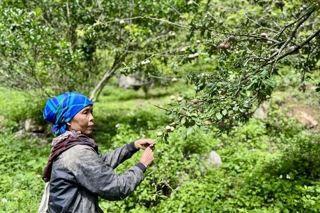 Những quả đồi phủ kín mận chín đỏ như báo hiệu một vụ mùa bội thu nhưng giá rất rẻ.