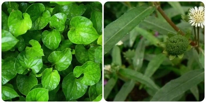 Rau diếp cá và cỏ nhọ nồi rất tốt cho gan