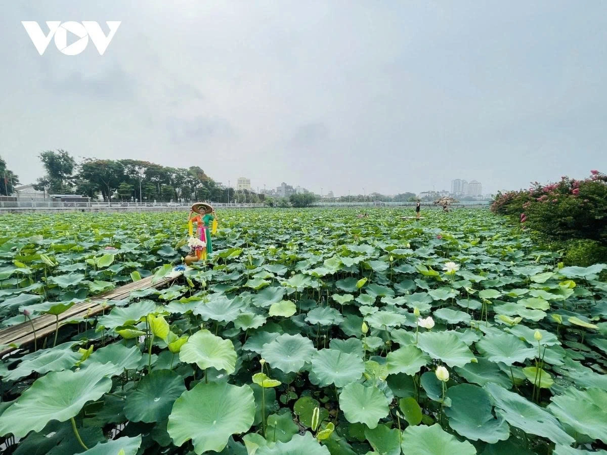 West Lake in June is filled with the fresh fragrance of Bạch Diệp lotuses. The radiant white and pink blossoms stand out against the emerald water, creating a stunning natural painting.