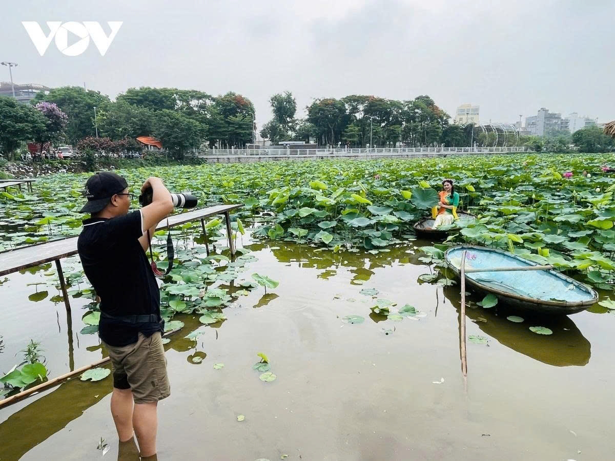From late May each year, when lotuses are in full bloom, the ponds in West Lake become crowded with photo-taking services.