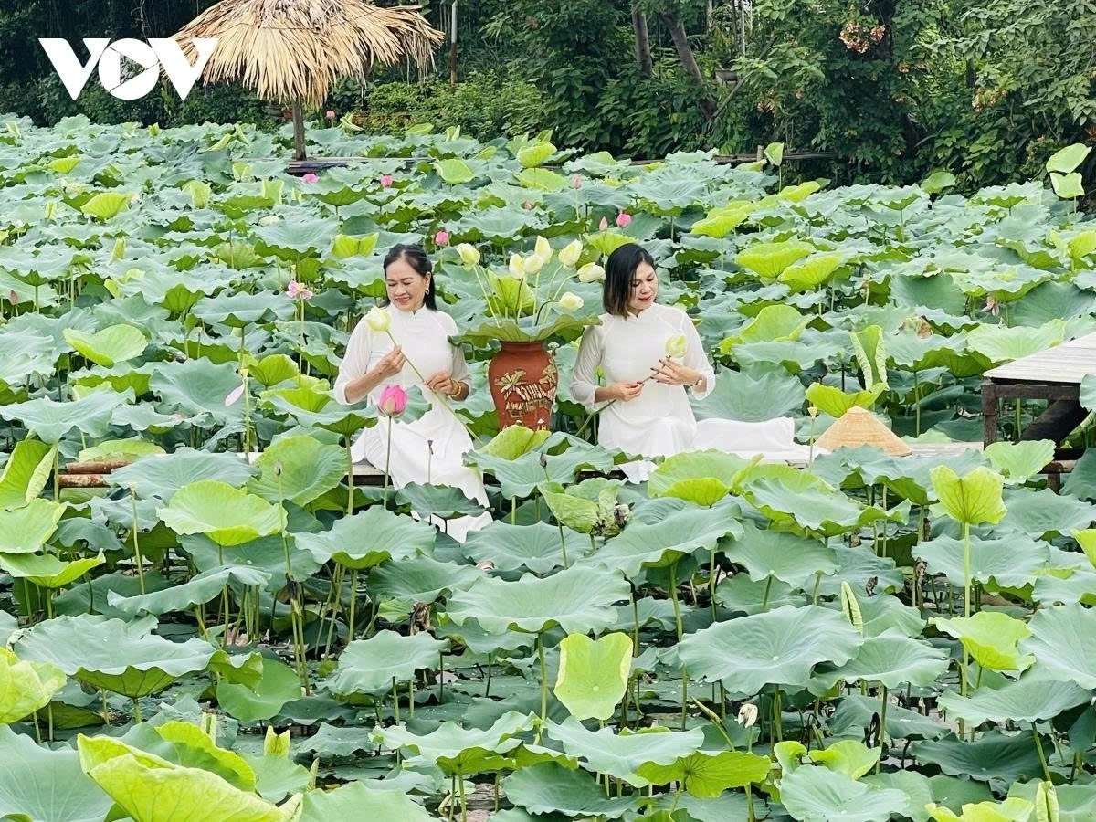 The best time to visit a lotus pond is during the early morning, when the flowers begin blooming with their light, aquatic, fresh, and sweet scent.