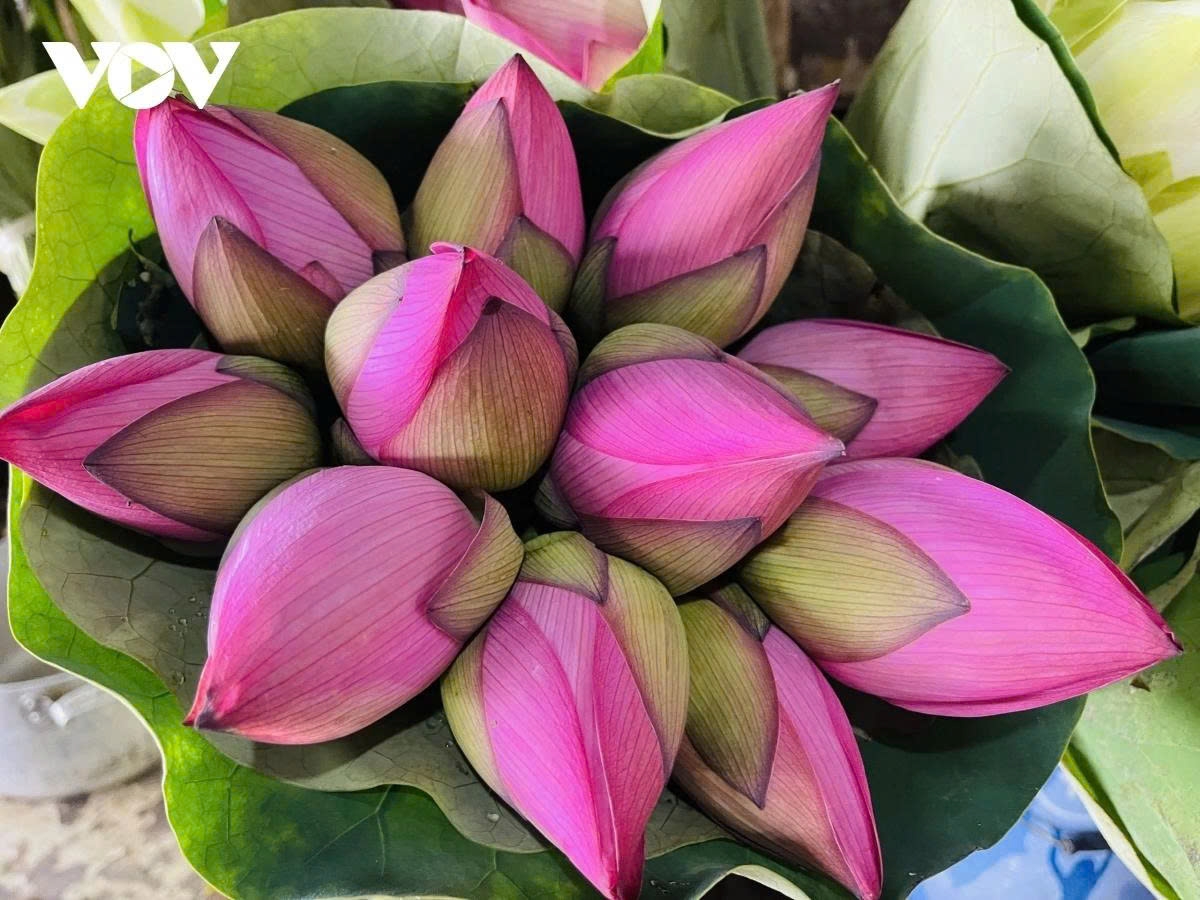The lotus harvesting season in West Lake usually starts in May and ends in July. During early morning in the summer, local villagers harvest lotus flowers for sale or to make lotus tea.