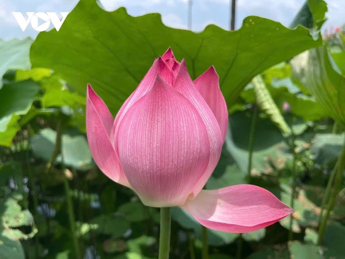 The Bach Diep lotus found in West Lake is a famous lotus flower variety which is notable for being a light, large, and fragrant flower.