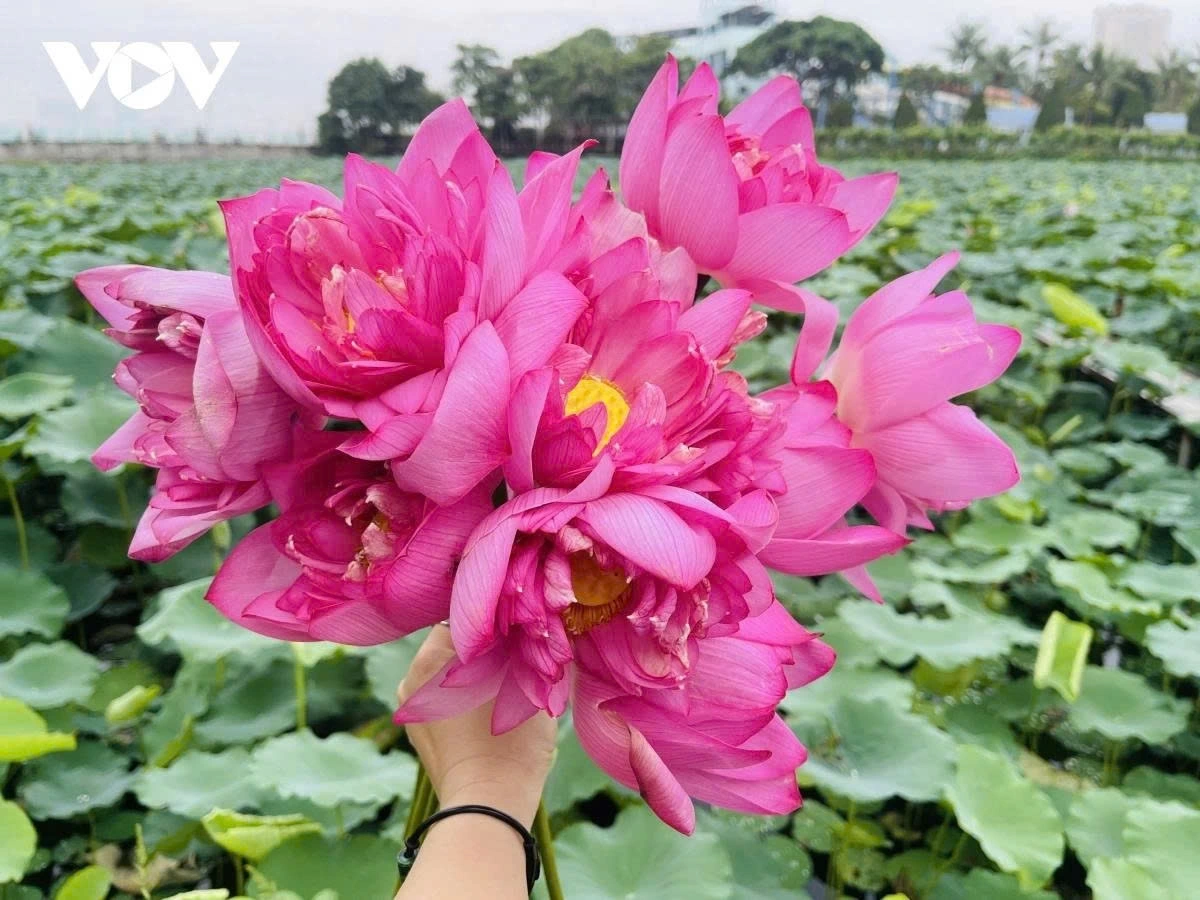 Bach Diep lotus is famous for its sweet scent and is used to make West Lake’s lotus tea.