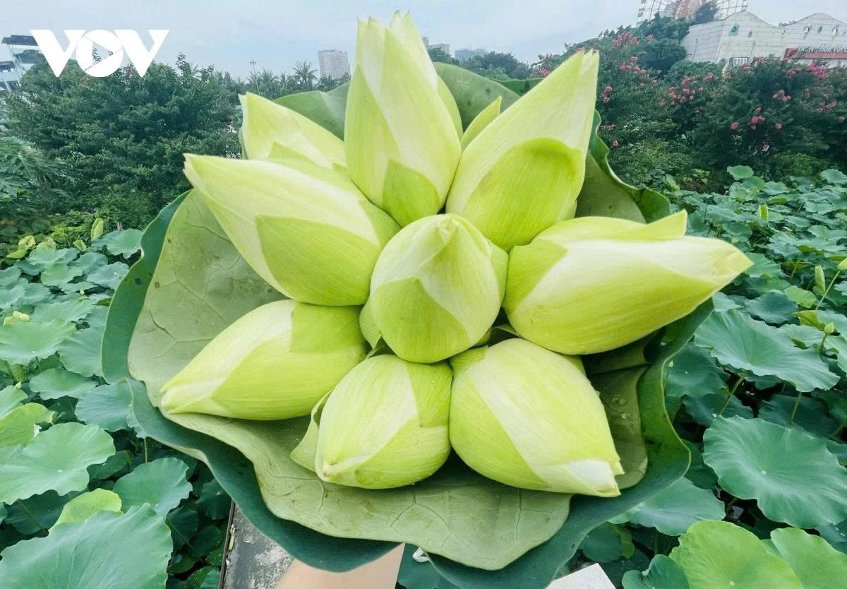 The white lotus creates a fresh summer scenery around the area.