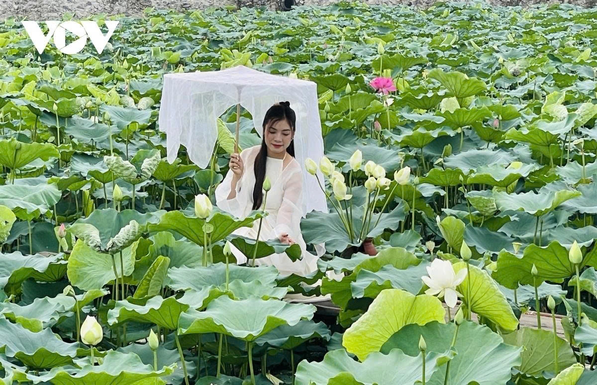 Amidst the jade-green leaves, some lotuses are still shy buds, others gently unfolding or blooming brightly, illuminating the entire pond.