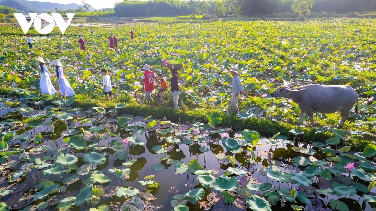Located just over 50km south of Da Nang, Tra Ly lotus pond is a favourite destination among many young visitors.