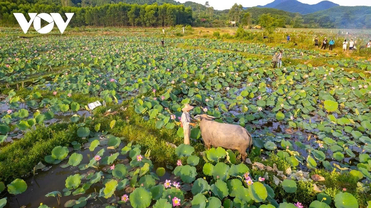 Each day the site attracts a large number of visitors who are keen to snap wonderful photos alongside the picturesque flowers.