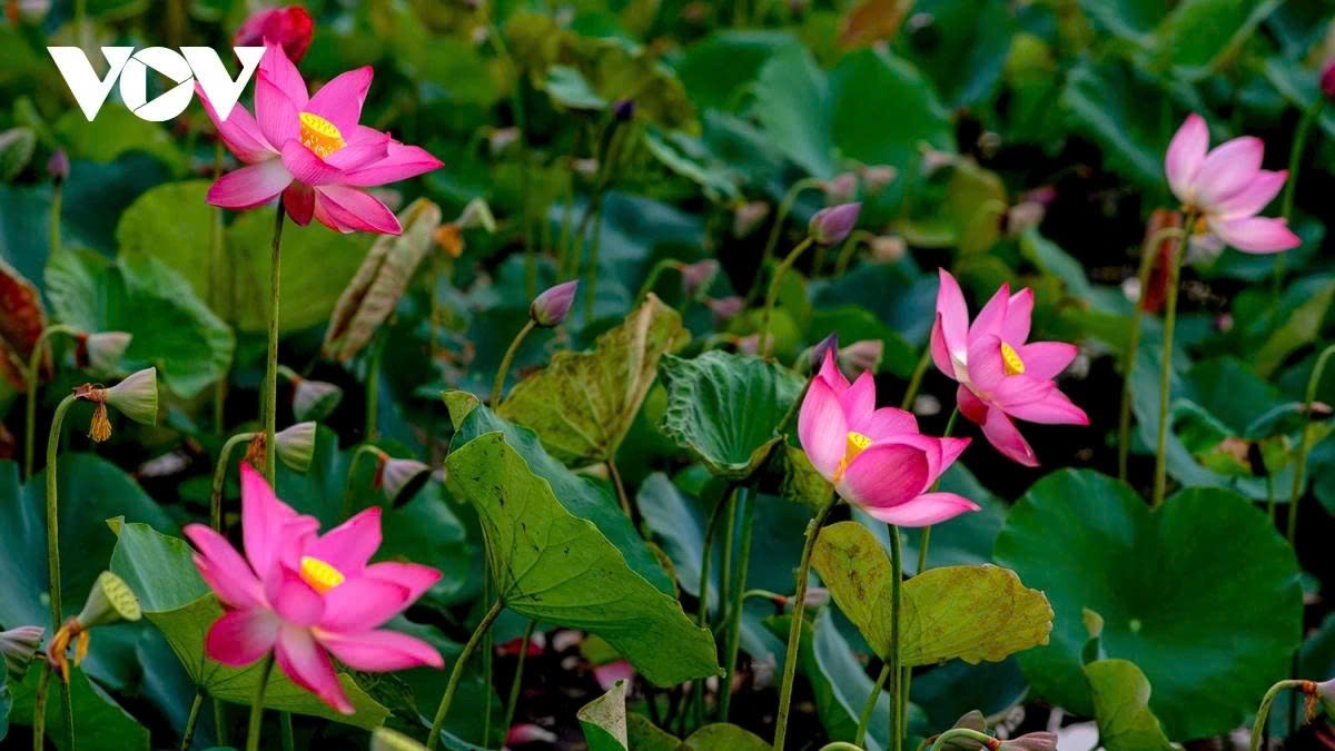Each lotus blossom boasts thick, vibrant petals and a delightful fragrance that gently drifts across the entire pond.