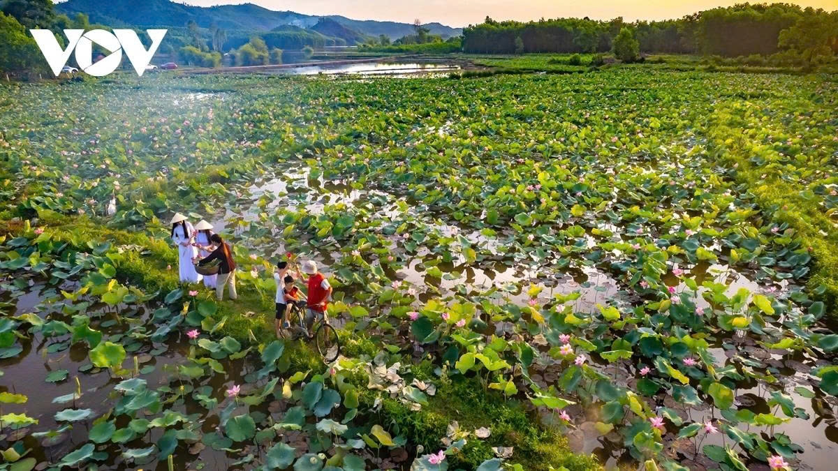 Visitors arriving during this time are welcomed by the gentle, pure fragrance of lotus flowers spreading across the field, offering a sense of peace and relaxation.