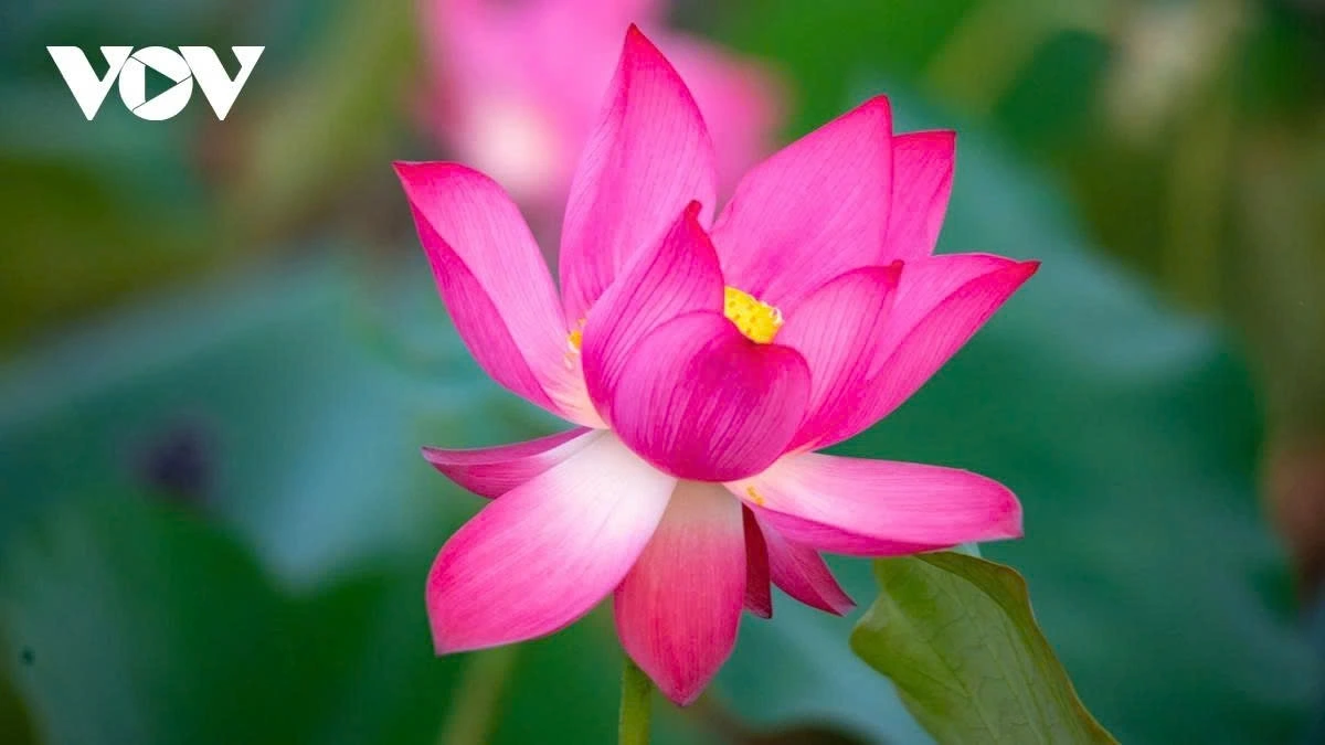 What makes this destination even more special is that entrance and photography are completely free. However, visitors must seek the pond owner's permission if they wish to pick lotus flowers, get close-up shots, or purchase lotus seeds. Picking or damaging the flowers without consent is not allowed.