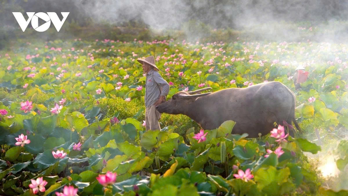 At sunrise, the soft morning light blending with a thin layer of mist over the lotus field creates a dreamy, almost surreal landscape.