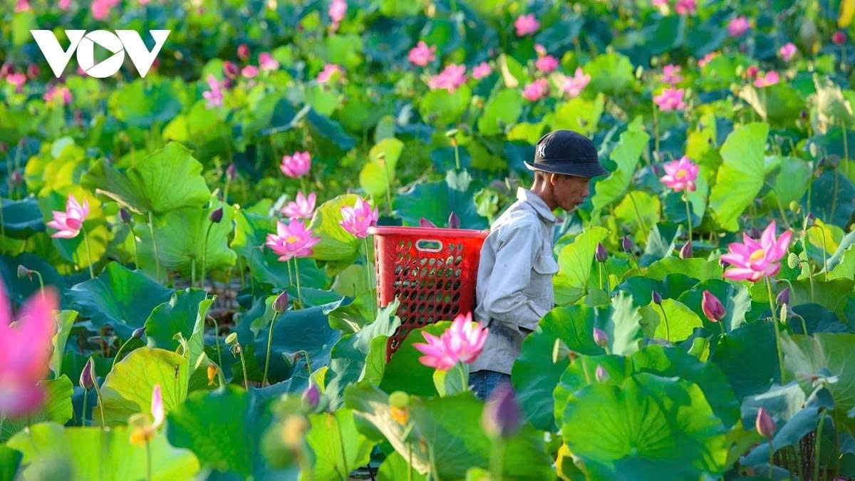 The blooming season not only gifts visitors with stunning scenery but also provides a source of income for local residents through lotus cultivation and related products.