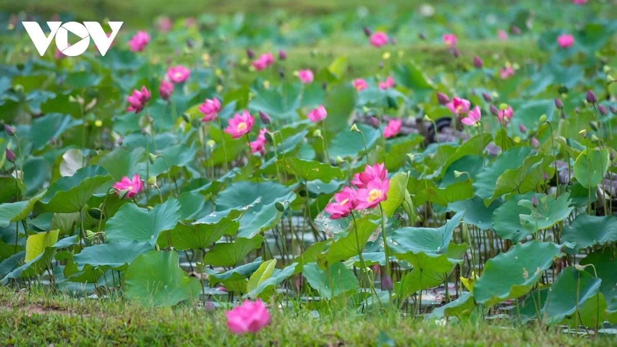 The ideal time to admire the lotus is between 6:00 and 8:00 a.m., when the petals are freshly open, golden stamens glisten under the sun, and dewdrops linger on leaves and blossoms.