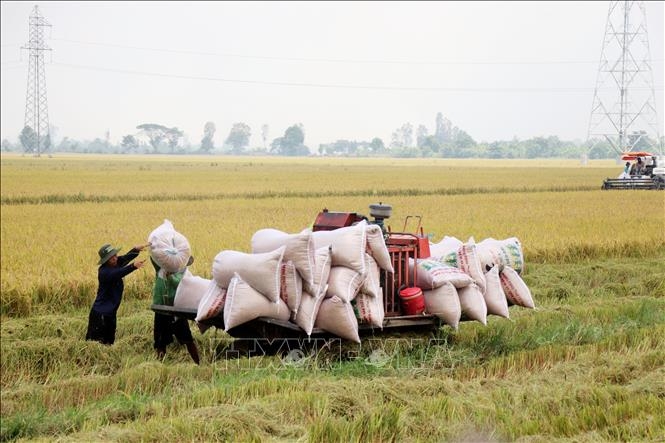 Nông dân Cần Thơ thu hoạch lúa Hè Thu. (Ảnh tư liệu - minh họa).