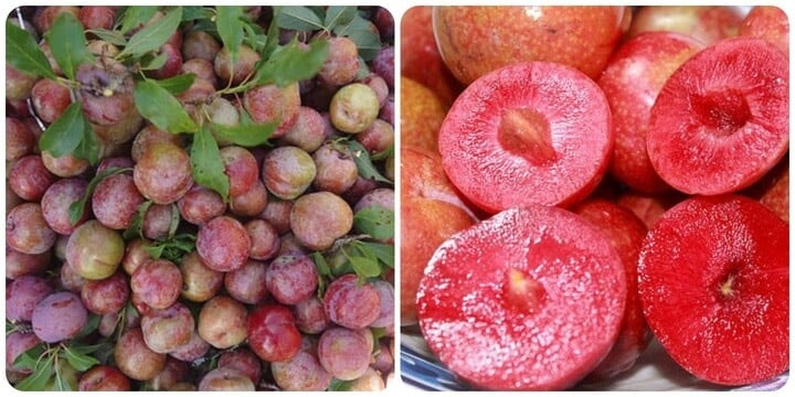 Mận là loại quả được nhiều người yêu thích nhưng không phải ai cũng ăn được