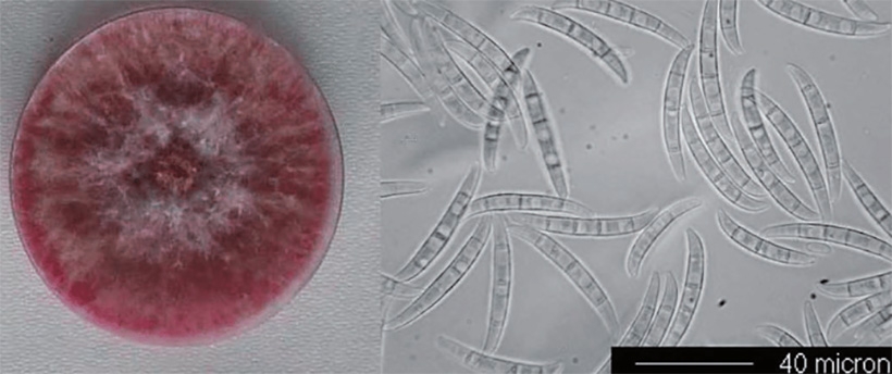 Nấm Fusarium graminearum khi được nuôi trong môi trường khoai tây - Ảnh: Research Gate