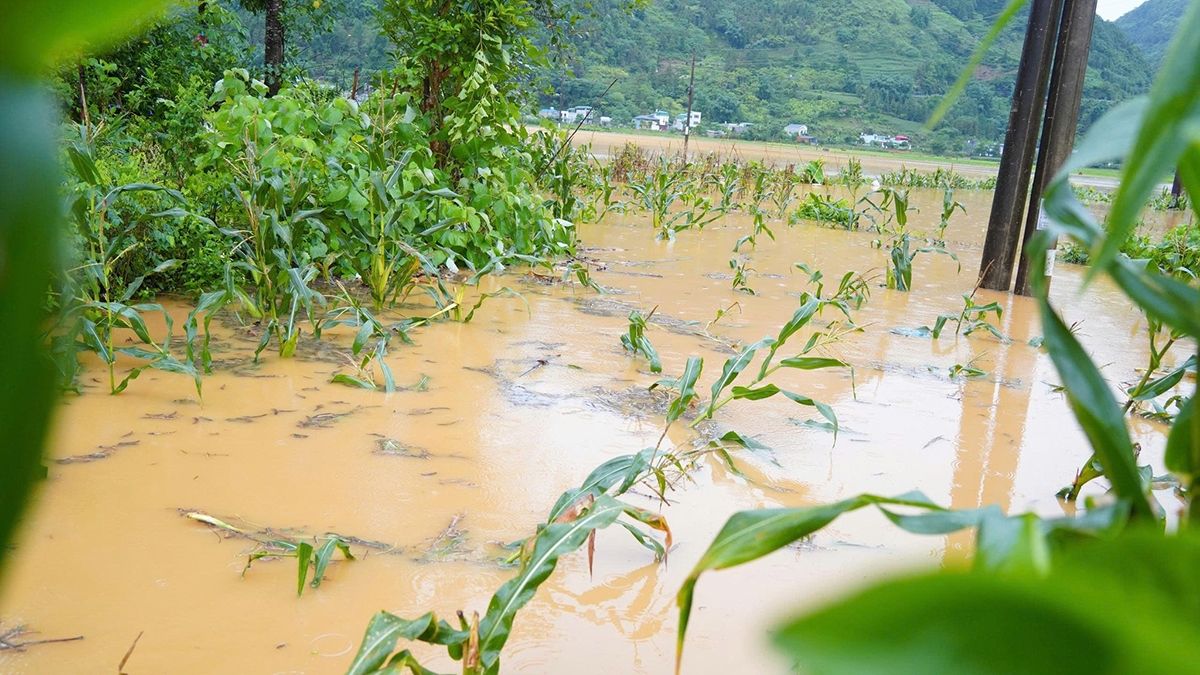 Hoa màu của người dân chìm trong nước.
