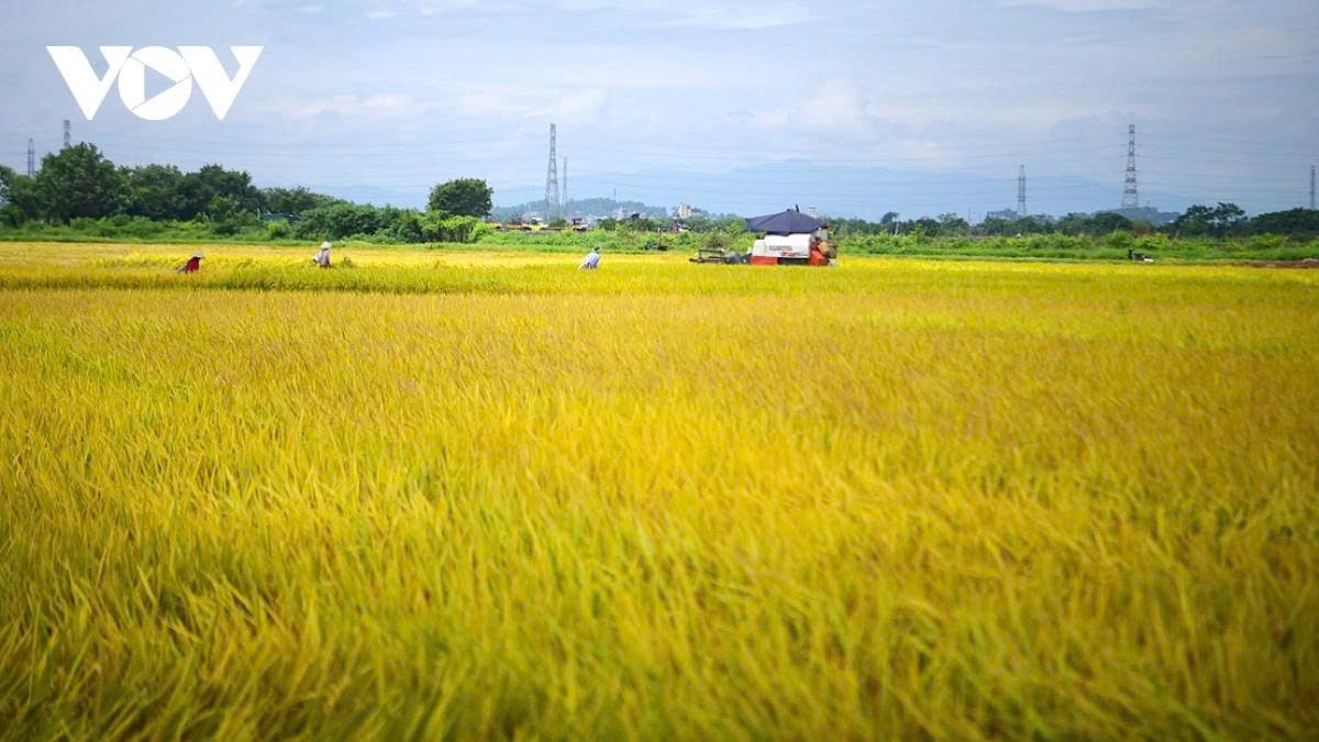 These days, the winter - spring rice fields in several suburban districts and towns of Hanoi such as Thach That, Ba Vi, Soc Son, and Son Tay Town have turned a golden yellow. Taking advantage of the favourable weather, local farmers are busy harvesting the ripe rice.