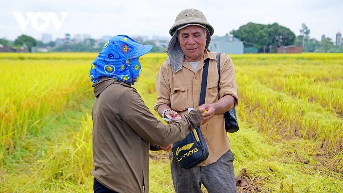 It takes only about five minutes to harvest 360 m² of rice, making today’s harvesting work far less labour-intensive for farmers than in the past.